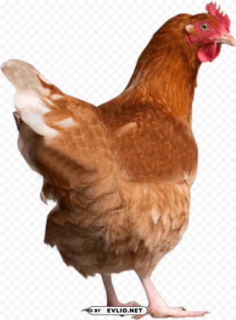 chicken PNG free download transparent background