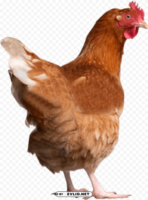 Chicken PNG Free Download Transparent Background