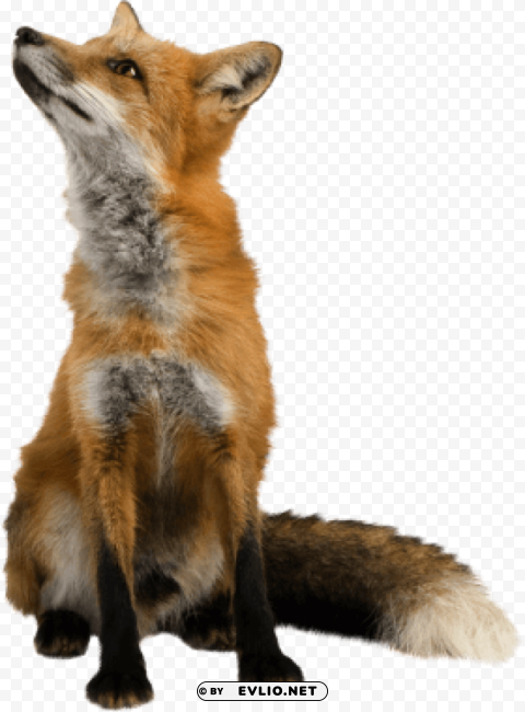 Clever Fox - High-Quality Images - Image ID c69df40b Isolated Design Element in PNG Format