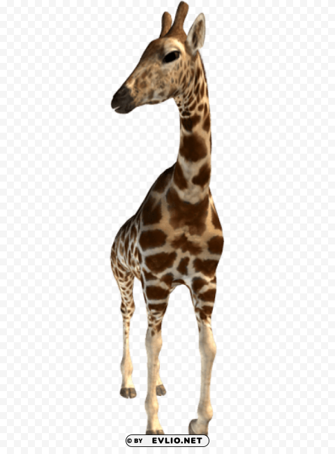 giraffe PNG images with transparent elements pack