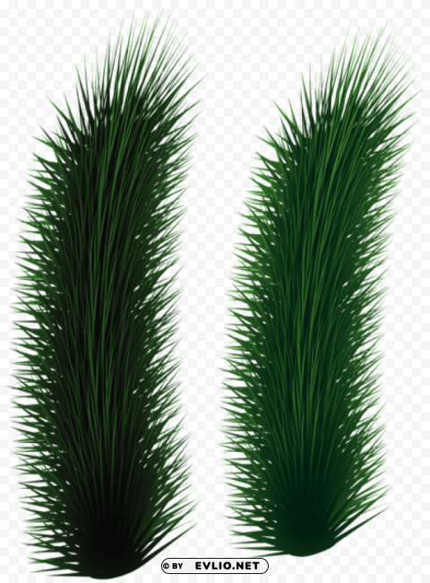 pine tree branches Isolated Design Element in PNG Format
