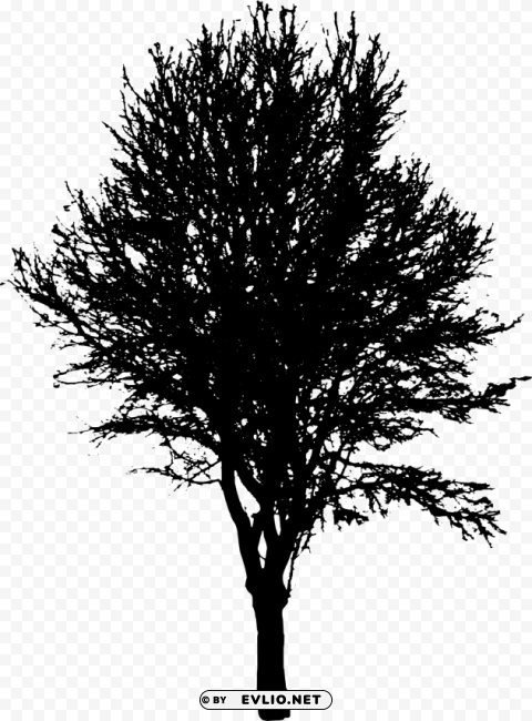 tree ilhouette Isolated Item with Clear Background PNG