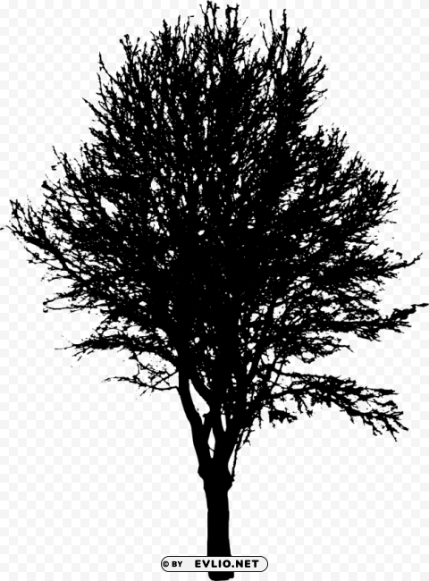 Tree Ilhouette Isolated Item With Clear Background PNG