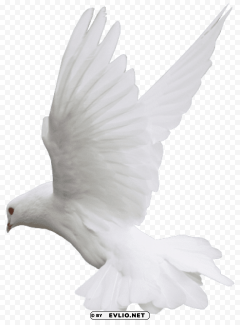 white dove flight Clear Background PNG Isolated Graphic