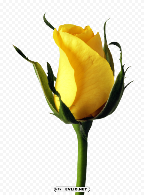 PNG image of yellow rose PNG Image Isolated with Clear Transparency with a clear background - Image ID b6fad994