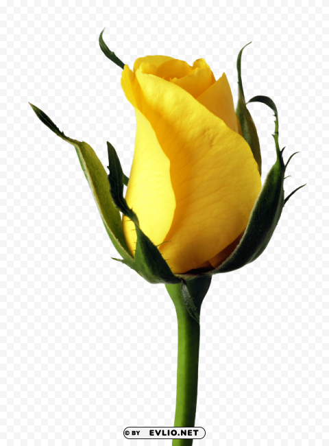 yellow rose PNG Image Isolated with Clear Transparency