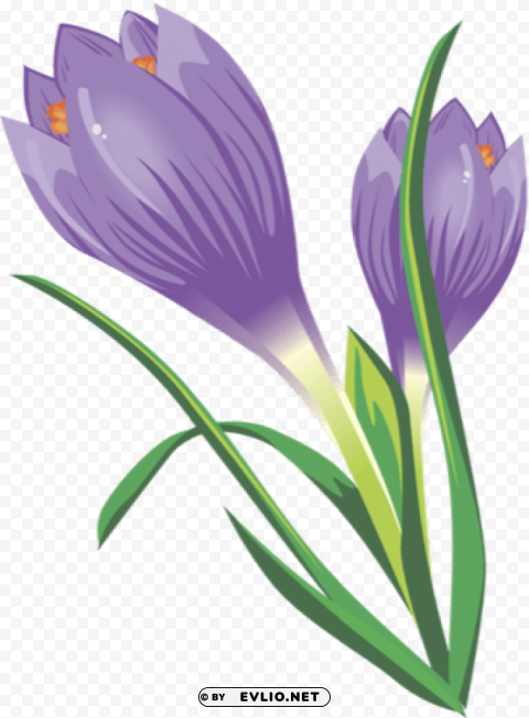 crocus PNG images with no royalties
