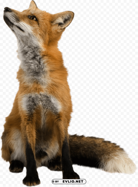fox Isolated Artwork on HighQuality Transparent PNG