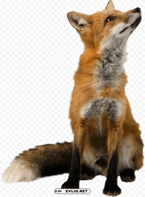 fox Isolated Design Element in Clear Transparent PNG