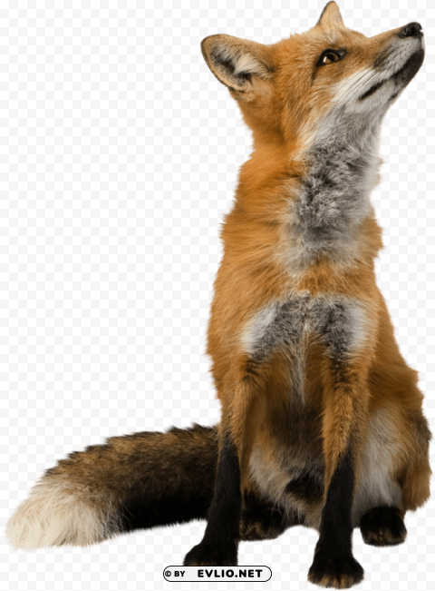 Fox PNG Cutout