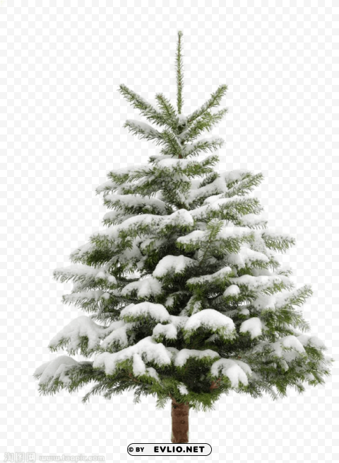 Pine Tree PNG Isolated Illustration With Clear Background