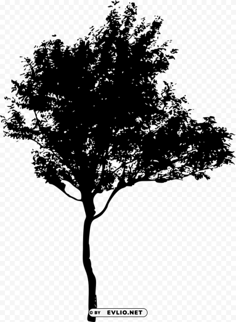 tree ilhouette Isolated Item on Transparent PNG Format