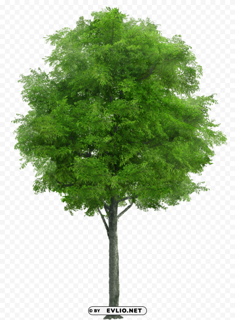 Tree PNG Images With No Background Necessary