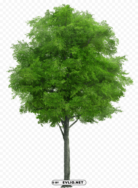 tree PNG graphics with alpha channel pack