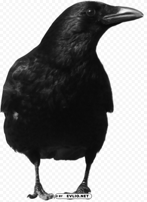 black crow standing Isolated Subject with Transparent PNG