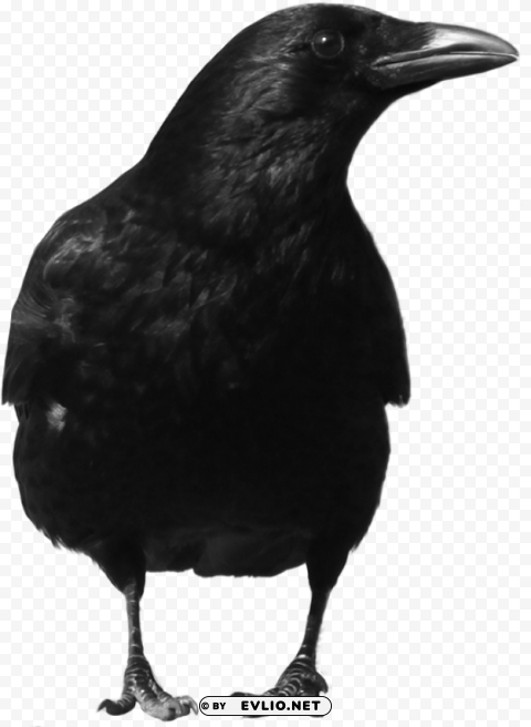 black crow standing Transparent PNG images with high resolution png images background - Image ID c2119ef8