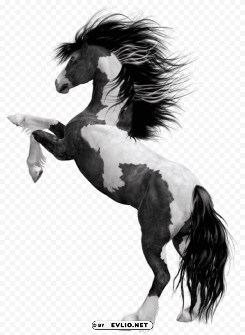 black white horsepicture PNG for mobile apps