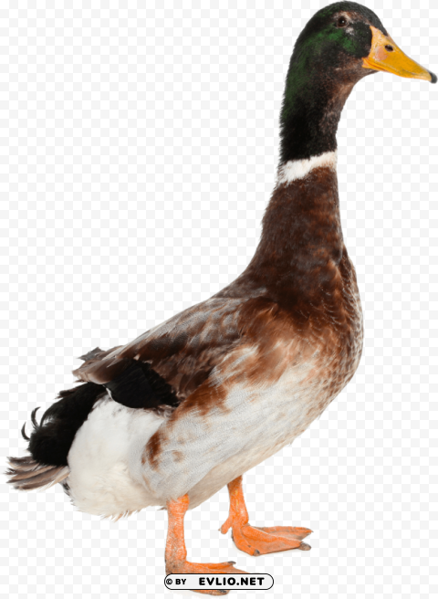 duck PNG Image with Clear Background Isolation png images background - Image ID a0abebf8