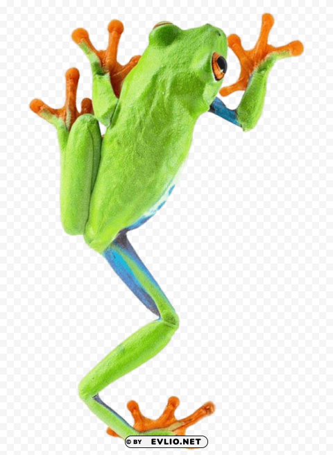 frog climbing PNG isolated