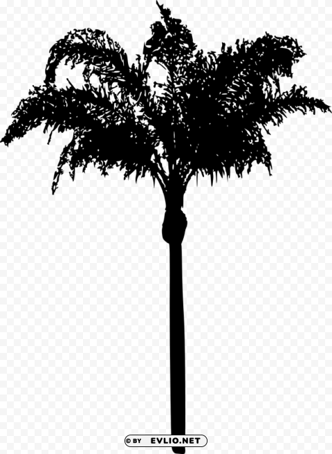 Palm Tree Isolated Item On Clear Transparent PNG