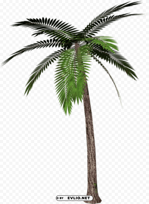 palm tree Isolated PNG Graphic with Transparency