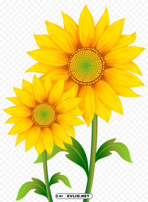 PNG image of sunflowers pic PNG objects with a clear background - Image ID 2059864c