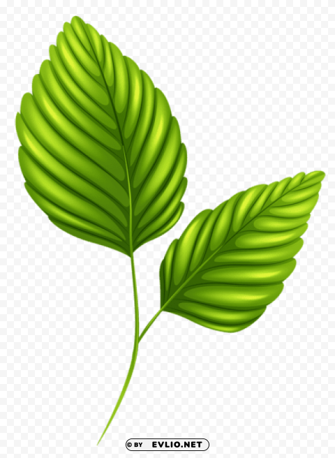 two green leaves PNG Graphic with Isolated Clarity