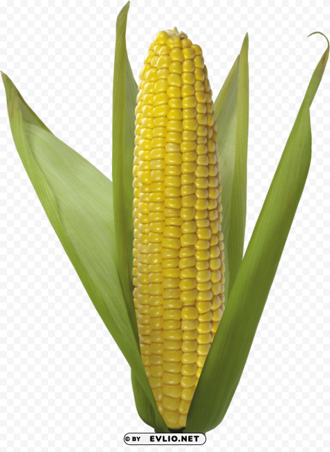 Corn Clear Background PNG Isolated Design Element