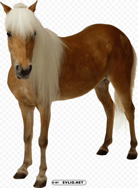 light brown horse PNG images transparent pack png images background - Image ID 45b78c13