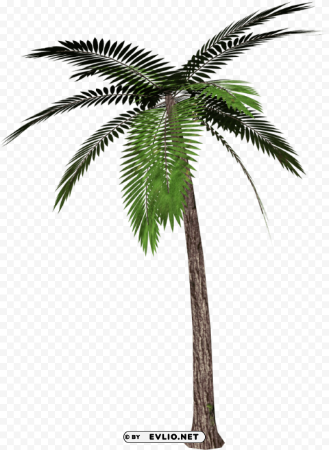 Palm Tree Transparent PNG Object With Isolation