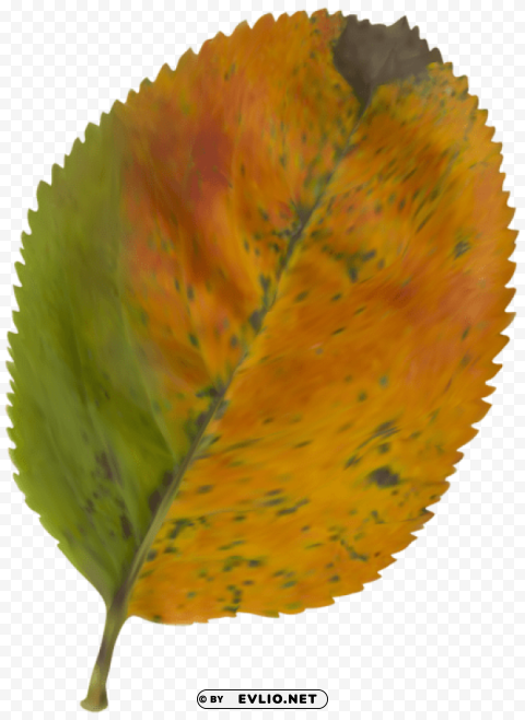beautiful autumn leaf PNG download free