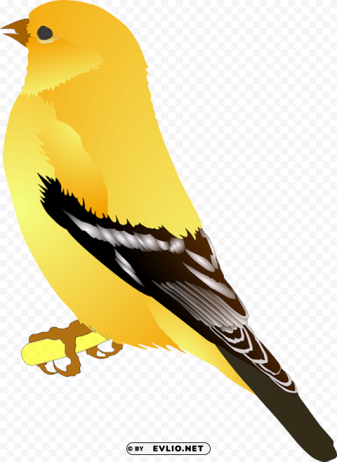 birds PNG for Photoshop
