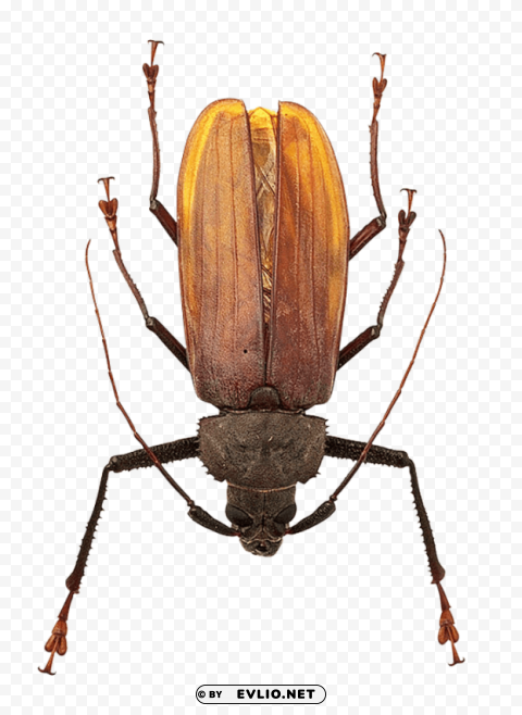 bug Isolated Illustration in Transparent PNG