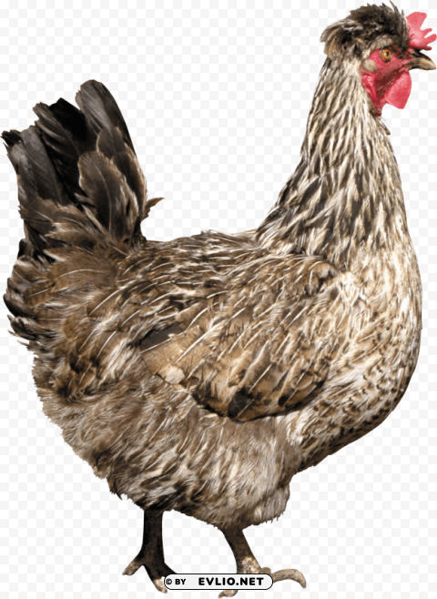 chicken PNG Graphic with Isolated Clarity