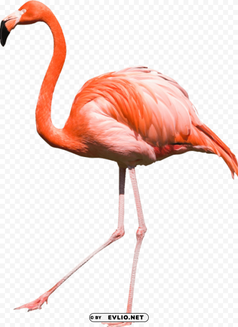 flamingo Free PNG