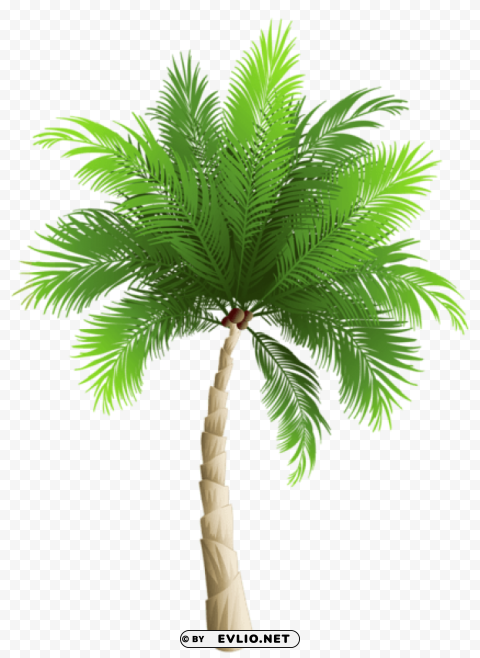 palm tree PNG with Isolated Object and Transparency