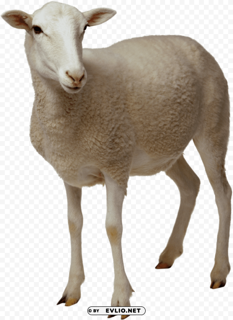 sheep looking PNG images with no background assortment