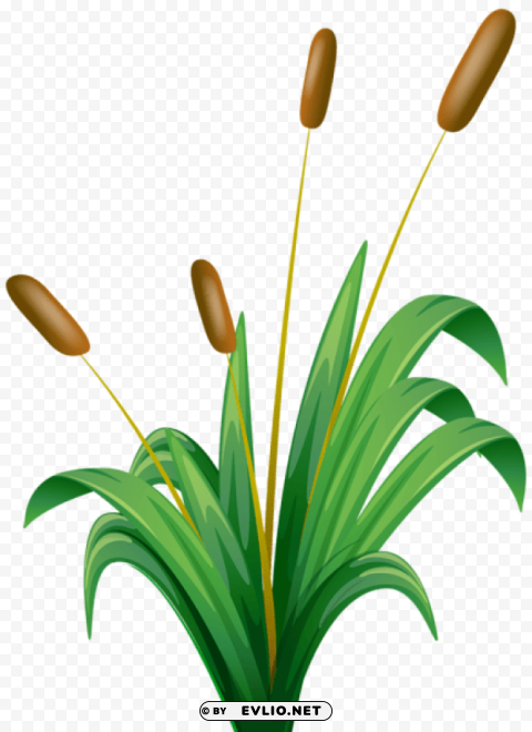 PNG image of bulrush Isolated Object with Transparent Background in PNG with a clear background - Image ID 708b87d3