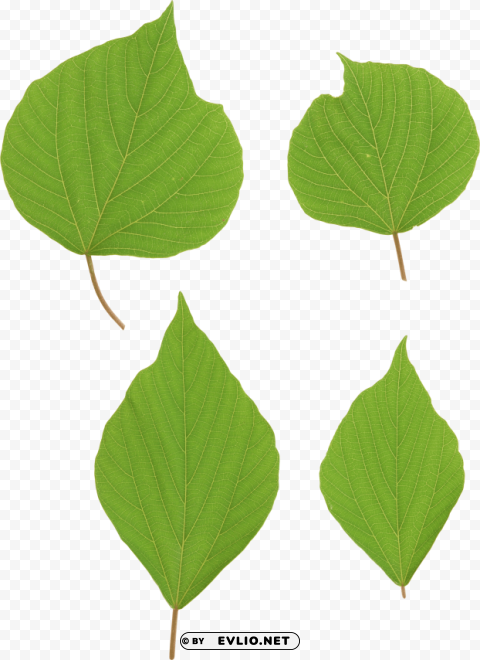 green leaves PNG images with transparent layer