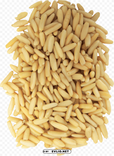 Wheat PNG Image with Clear Background Isolation