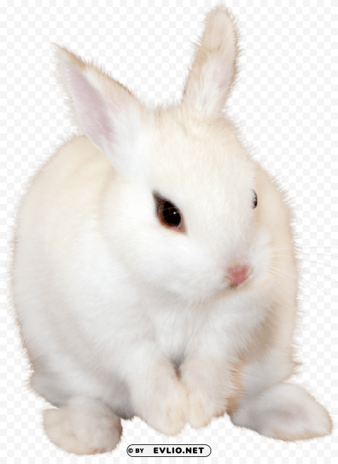 white bunny Isolated Element with Clear PNG Background