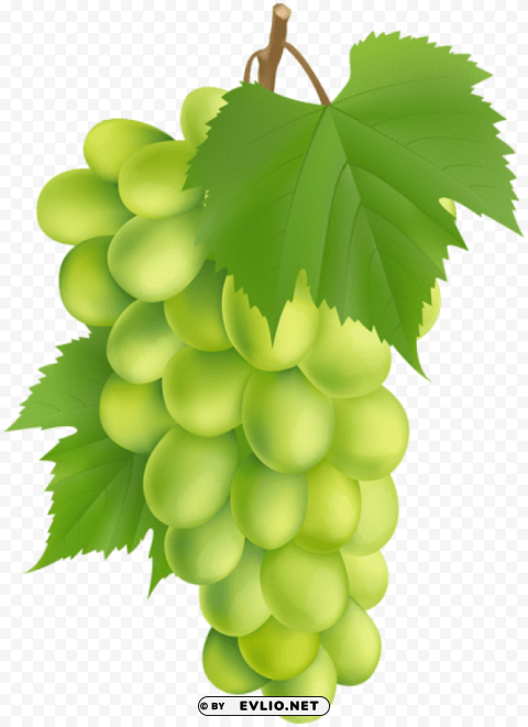 white grape PNG Graphic Isolated on Clear Background