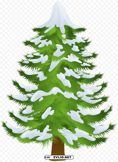 winter pine tree PNG for educational use