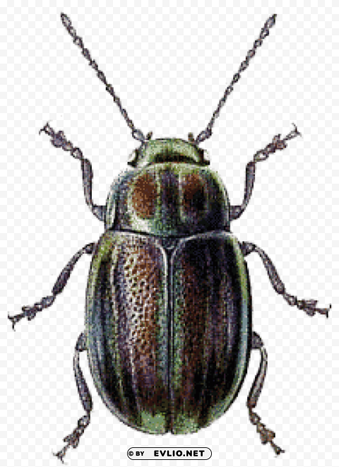 beetle green brown PNG with Isolated Object