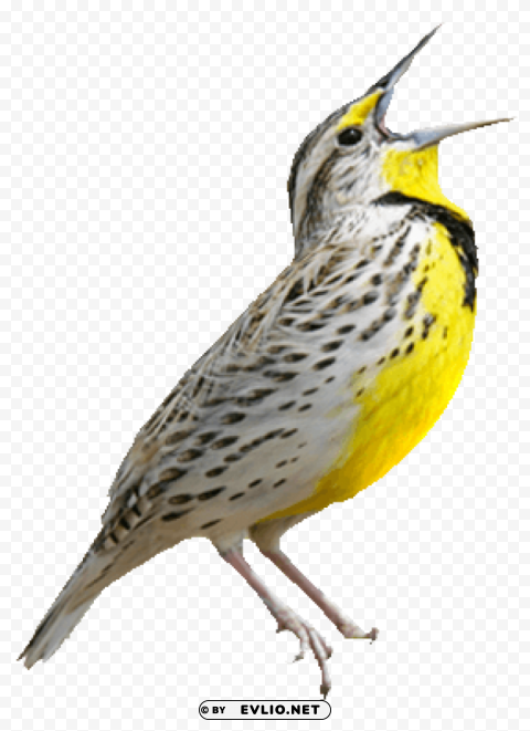 birds PNG files with no background free