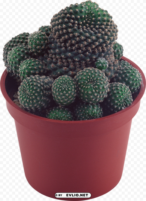 green cactus Clean Background Isolated PNG Graphic Detail