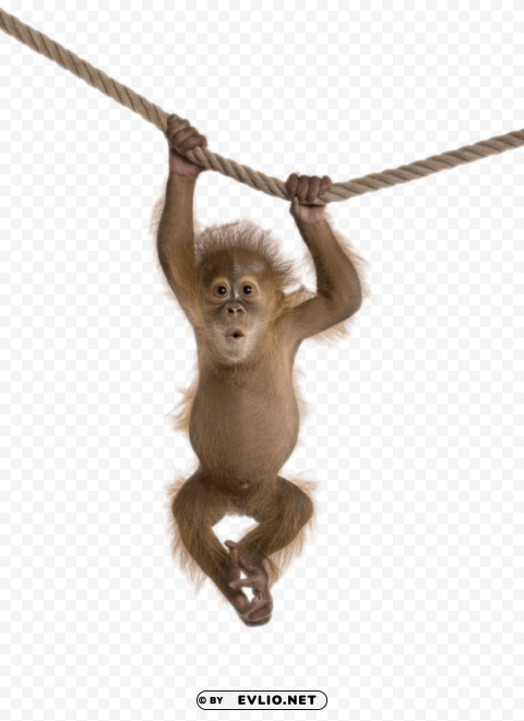 monkey on rope Isolated Design Element in Clear Transparent PNG