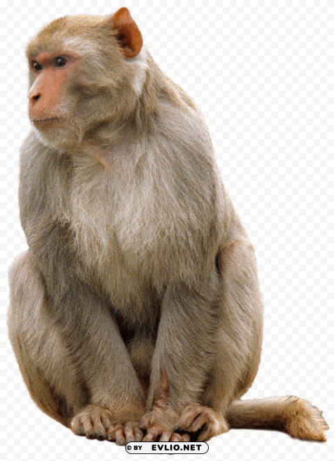 monkey PNG Image with Transparent Isolated Design png images background - Image ID 1adcb940