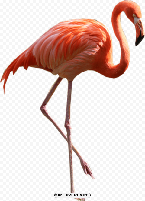 flamingo ClearCut Background PNG Isolation png images background - Image ID 2e066497