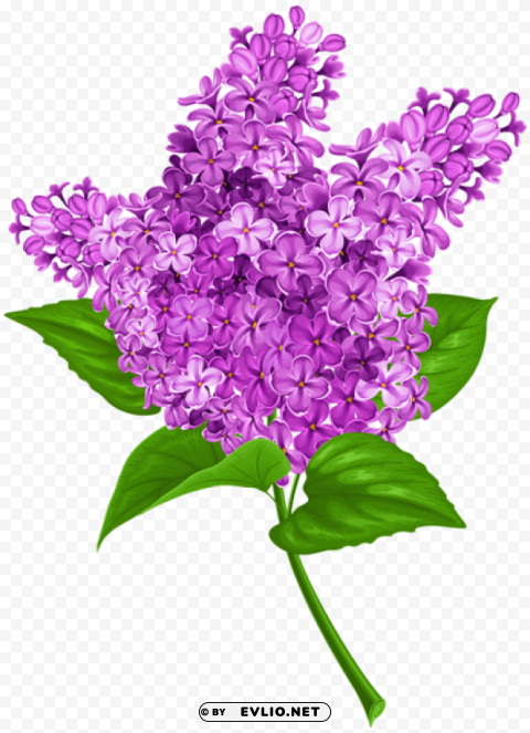 PNG image of lilac Transparent PNG art with a clear background - Image ID f0a3eac0